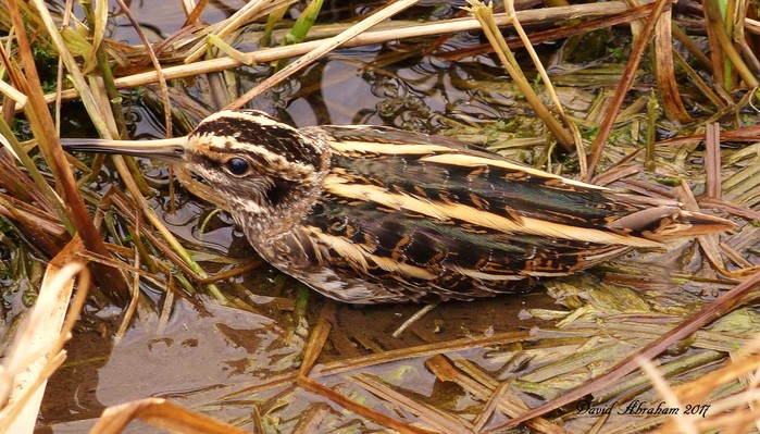 Jack Snipe