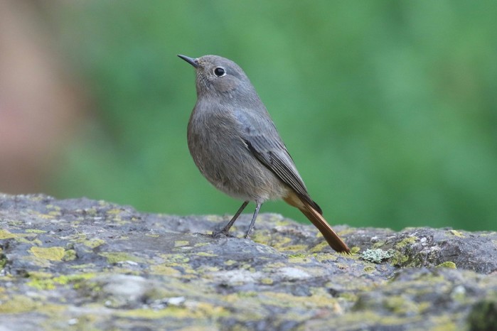Black Redstart