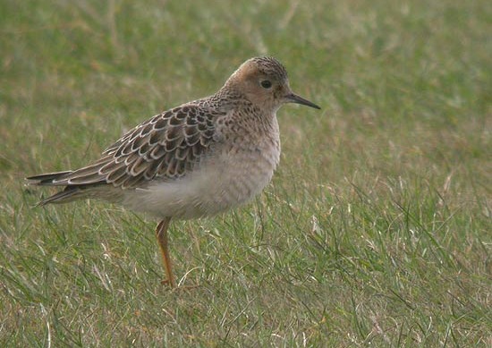 Buff-breasted Sandpiper