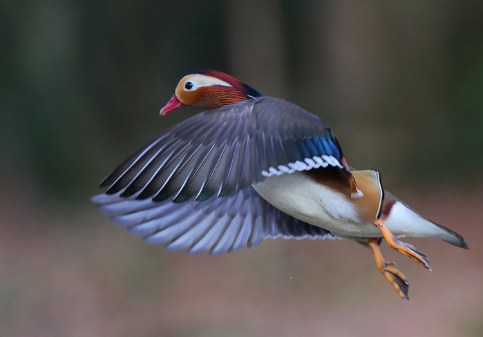 Mandarin