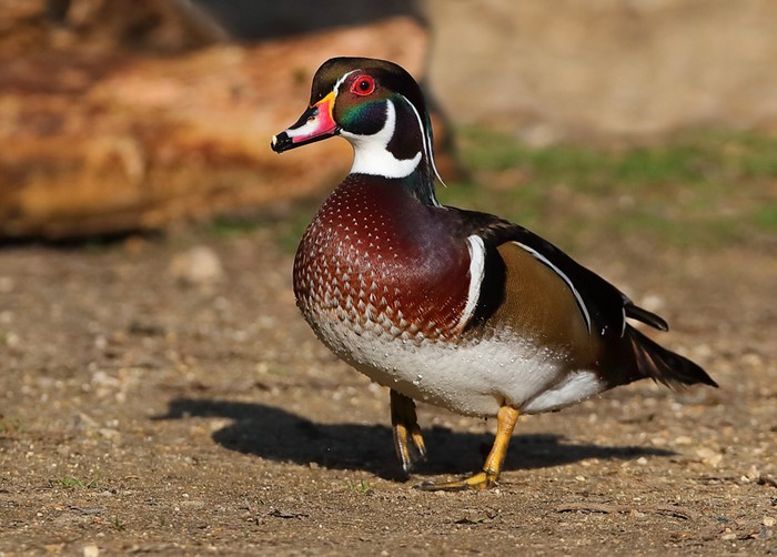 Wood Duck