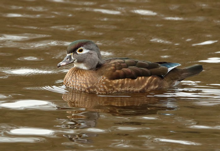 Wood Duck