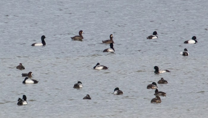 Scaup