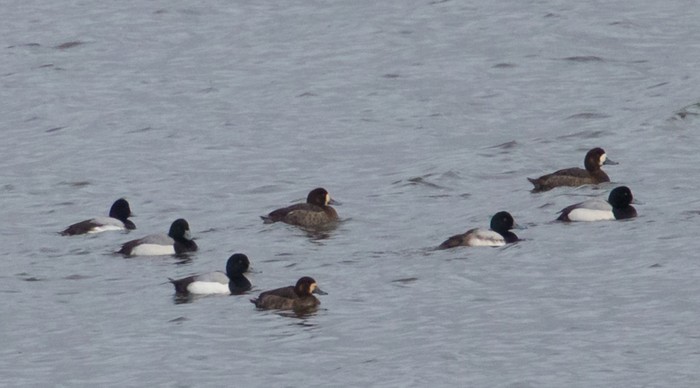 Scaup
