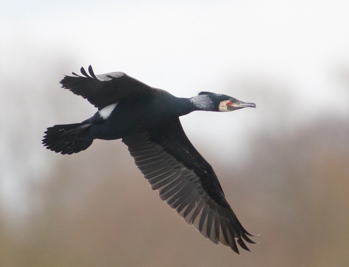 Continental Cormorant