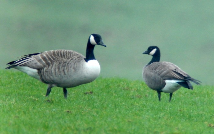 Ridgway's Cackling Goose