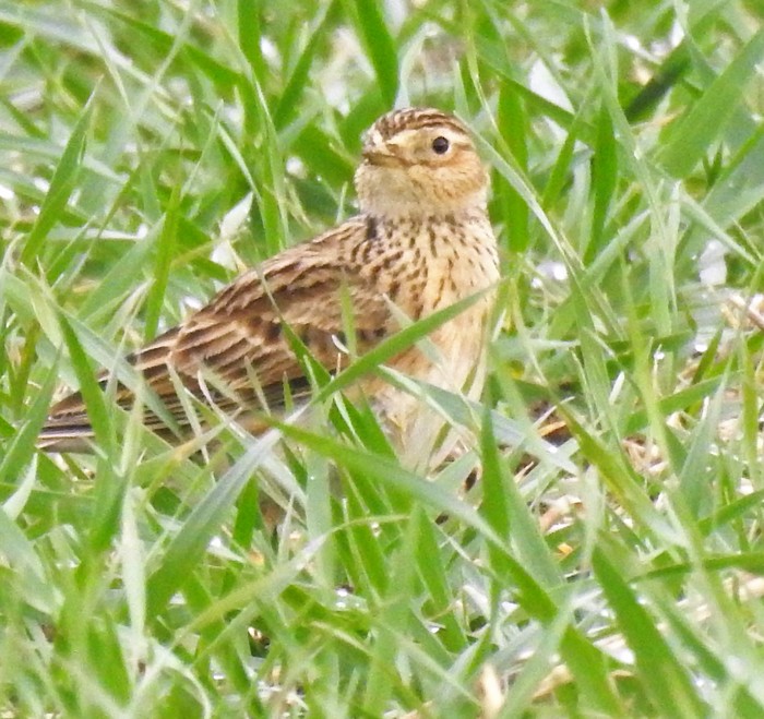 Skylark