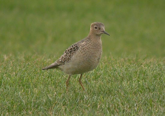 Buff-breasted Sandpiper