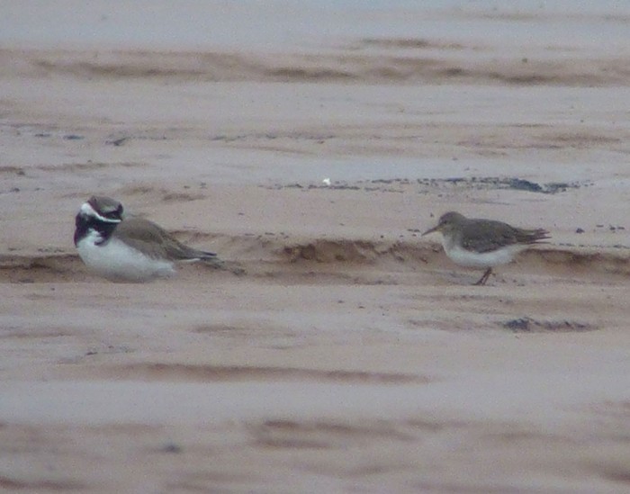 Temminck's Stint
