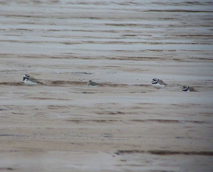 Temminck's Stint
