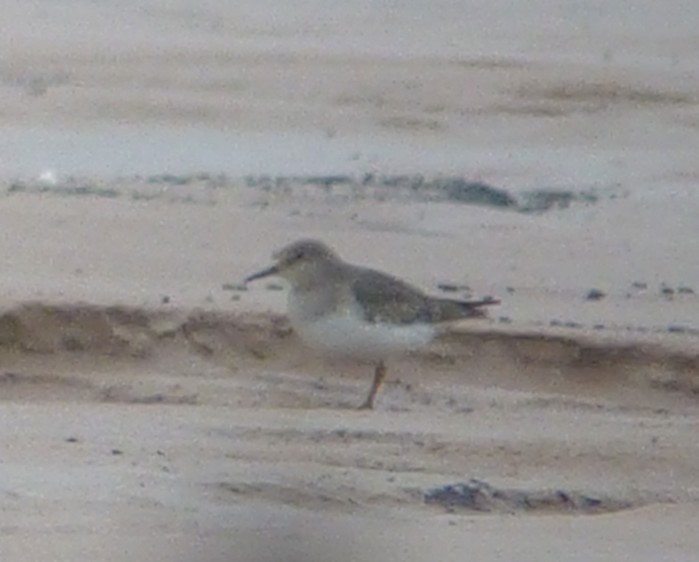 Temminck's Stint