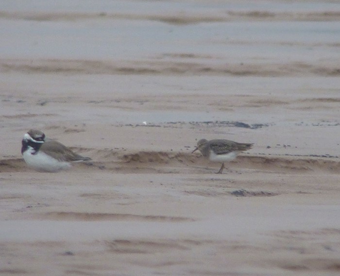 Temminck's Stint