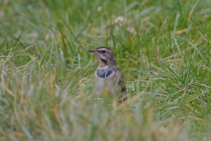 Bluethroat