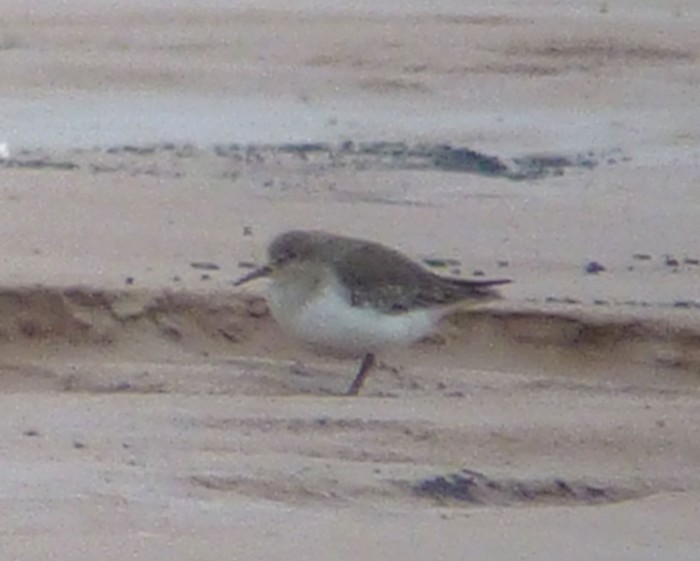 Temminck's Stint