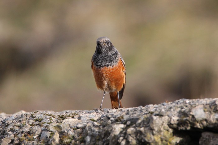 Eastern Black Redstart