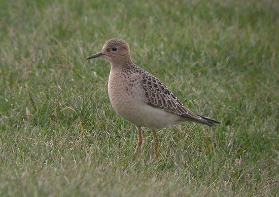 Buff-breasted Sandpiper
