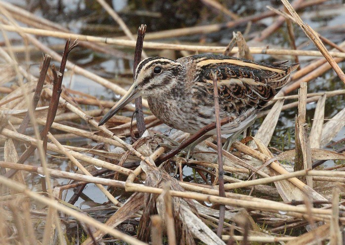 Jack Snipe