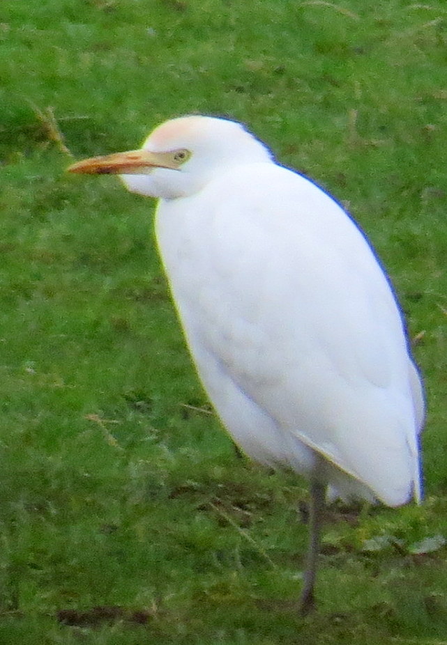 Cattle Egret