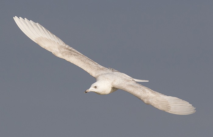 Iceland Gull