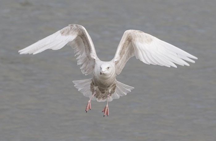 Iceland Gull