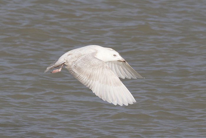 Iceland Gull