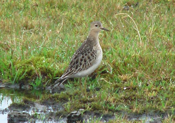 Buff-breasted Sandpiper