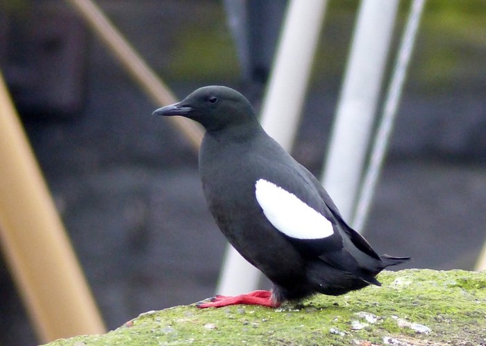 Black Guillemot