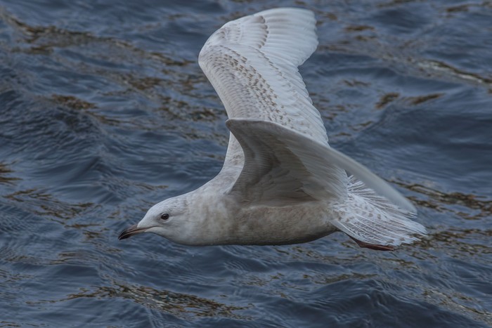 Iceland Gull