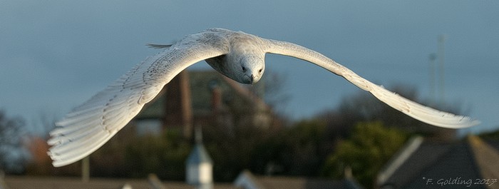 Iceland Gull