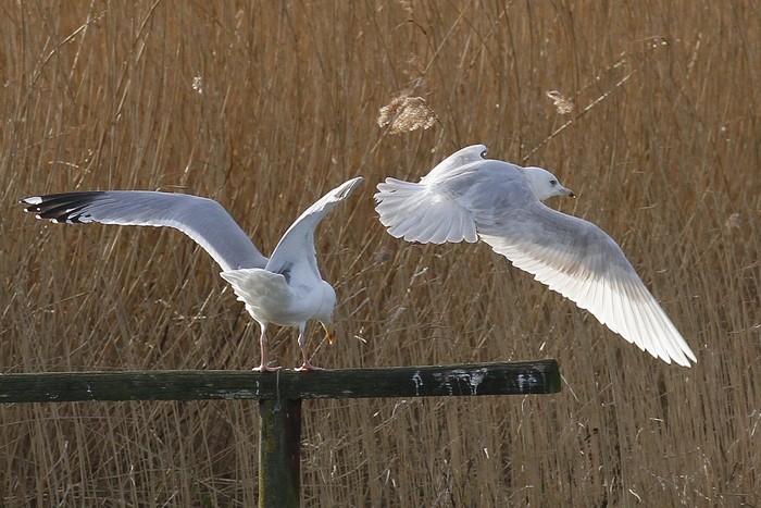 Iceland Gull