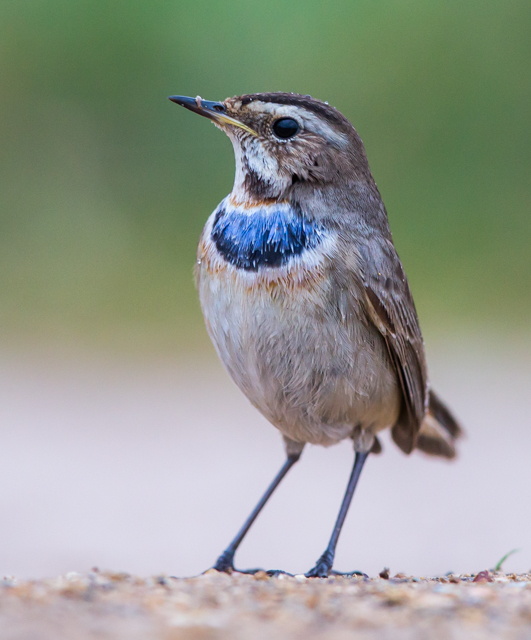 Bluethroat