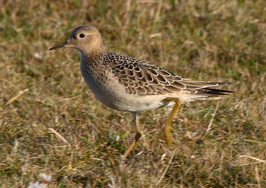 Buff-breasted Sandpiper
