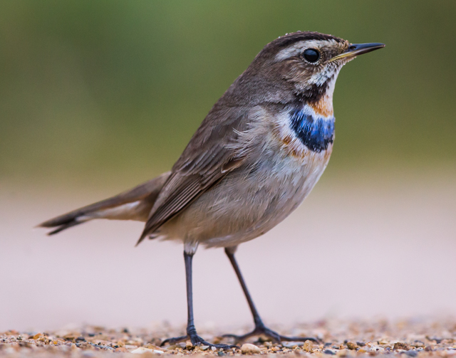Bluethroat
