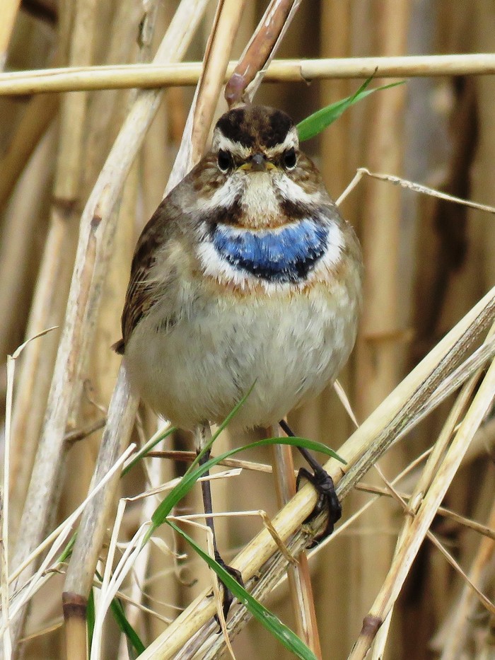 Bluethroat