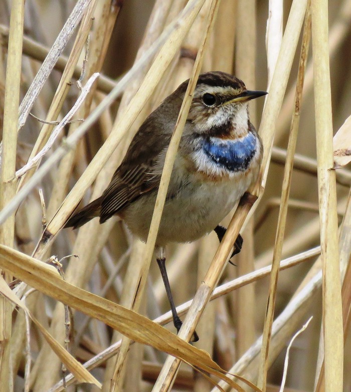 Bluethroat
