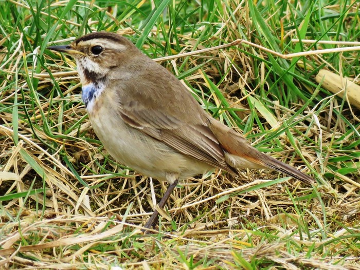 Bluethroat