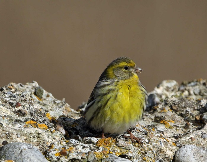 Serin