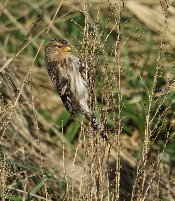 Twite