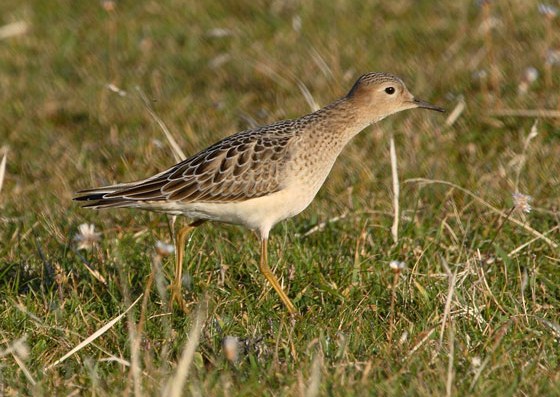 Buff-breasted Sandpiper