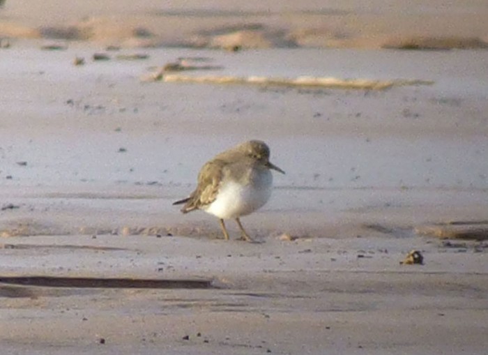 Temminck's Stint