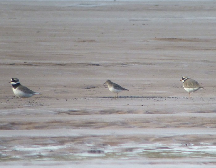 Temminck's Stint