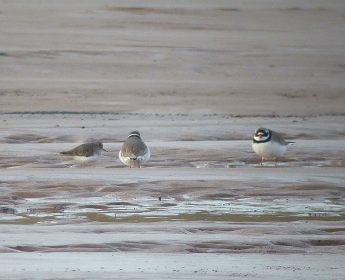 Temminck's Stint
