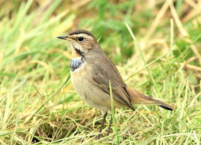 Bluethroat
