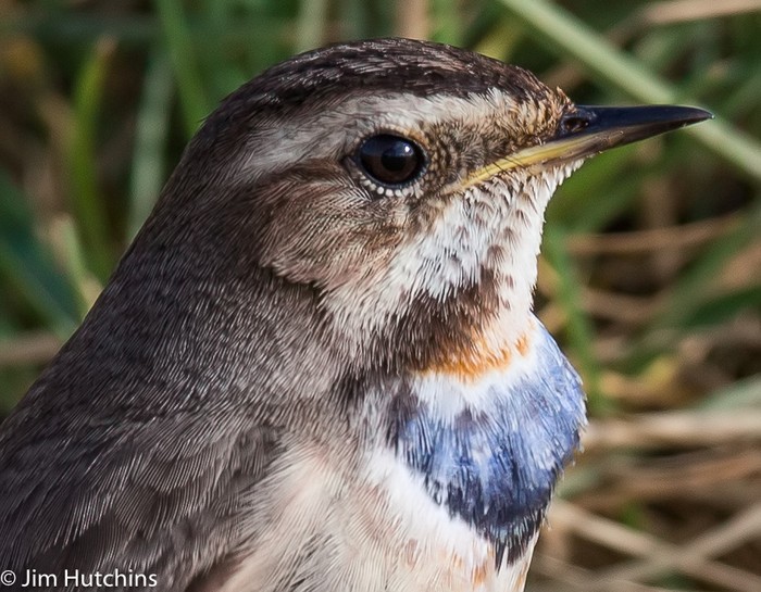 Bluethroat