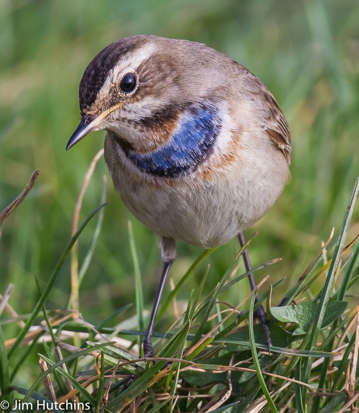 Bluethroat