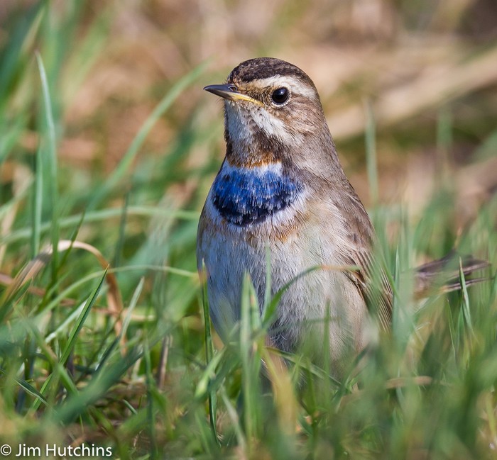 Bluethroat