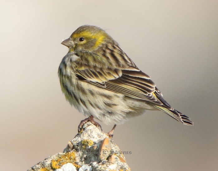 Serin