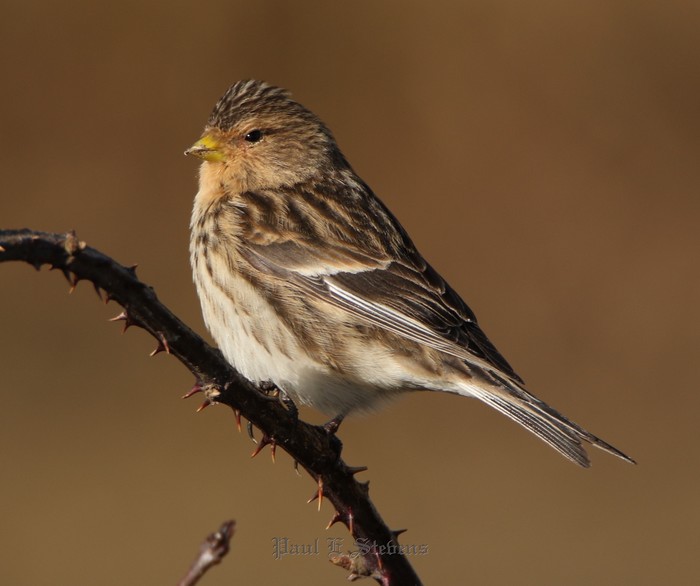 Twite