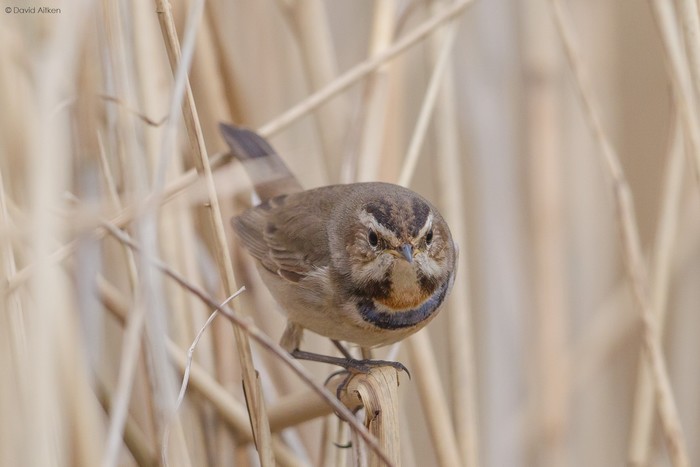 Bluethroat