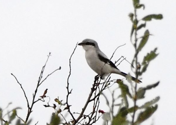 Great Grey Shrike